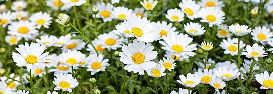 Ein Feld voller weißer Gänseblümchen.